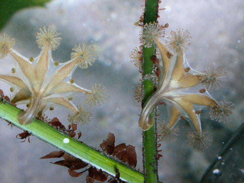 2haliclystus-smaller.jpg