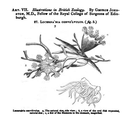 craterolophus_convolvulus_johnston_1835.jpg