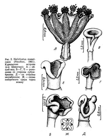 h.monstrosus_sheikostepanyants1990.jpg