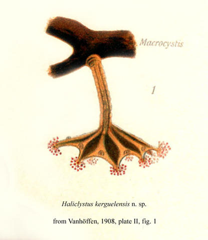haliclystus_kerguelensis_n.sp_.jpg