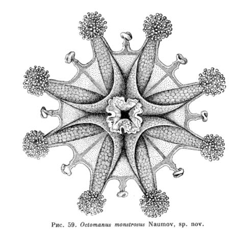 1961_haliclystus_monstrosus2.jpg