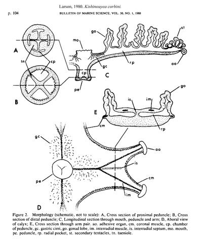 kishinouyea_corbini_larson_1980_fig2.jpg