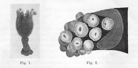 l.capensis_carlgren_1938.jpg