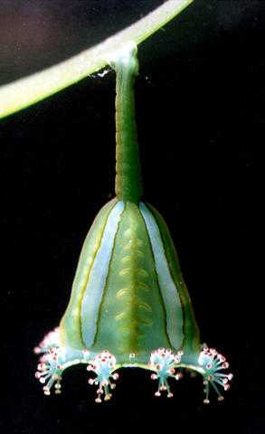 manania_handi.jpg